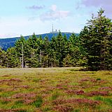 Landschaftsaufnahme von Gras und Bäumen